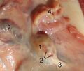 Ovarian artery in sheep