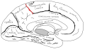 Marginal sulcus diagram