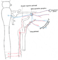 Greater petrosal nerve
