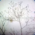 Mycelium