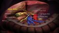 3D Medical Animation still shot of the cystic artery
