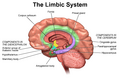 Diagram of the Limbic System