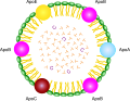 Chylomicron