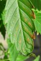 Cannabis cultivation