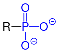 General structural formula of phosphoryl group