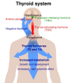 Thyroid