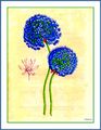 Allium caeruleum illustration by Lemaire