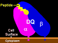 Illustration of DQ molecule
