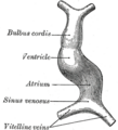 Vitelline veins