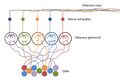 Olfactory receptor neuron