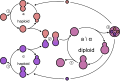 Yeast