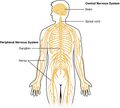 Overview of Nervous System