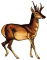 Antilocapra