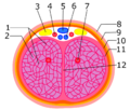 Clitoral body, internal anatomy