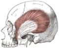 Anatomy of the temporalis muscle
