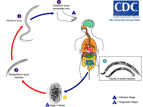 Hookworm Life Cycle