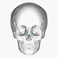 Lacrimal bone - animation