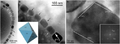 Magnetite magnetosomes in Gammaproteobacteria