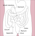 Stomach colon rectum diagram