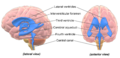 Aging brain
