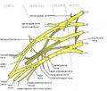 Diagram of the brachial plexus