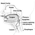Oral_torus