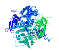 DNA Polymerase II