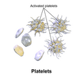 Platelet