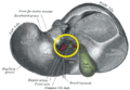 Liver