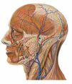 Lateral view of head anatomy detail