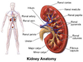 Blausen kidney anatomy 01