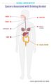 Cancers associated with drinking alcohol infographic
