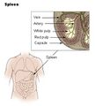 Illustration of the spleen