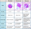 Monoblast, promonocyte and monocyte
