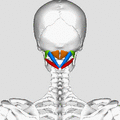 Suboccipital muscles animation