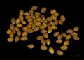Taxus baccata seed