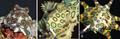 Variable ring patterns on mantles of the blue-ringed octopus Hapalochlaena lunulata