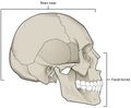 Parts of the skull