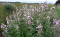 Althaea officinalis