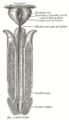 Prostatic utricle