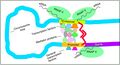 Regulation of transcription in mammals