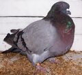 American Giant Runt