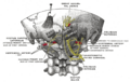 Posterior branches of cervical nerves