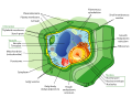 Cell (biology)