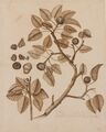 Botanical study of the Manchineel tree
