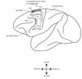 Motor Cortex monkey
