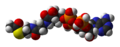 3D van der Waals model of Acetyl-CoA