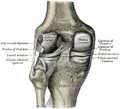 Anatomy of the knee joint