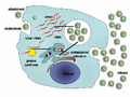 Hepatitis C virus replication