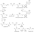 Methionine Pathway